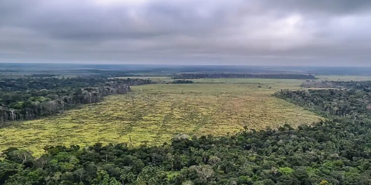 amazonia-desmatamento