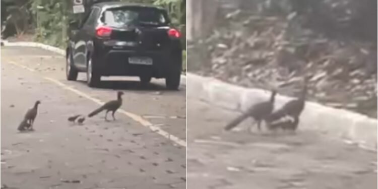 Aves raras são flagradas com filhotes em área urbana de Manaus