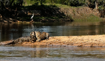 Biólogo flagra o momento em que uma onça usa tática infalível para atacar jacaré