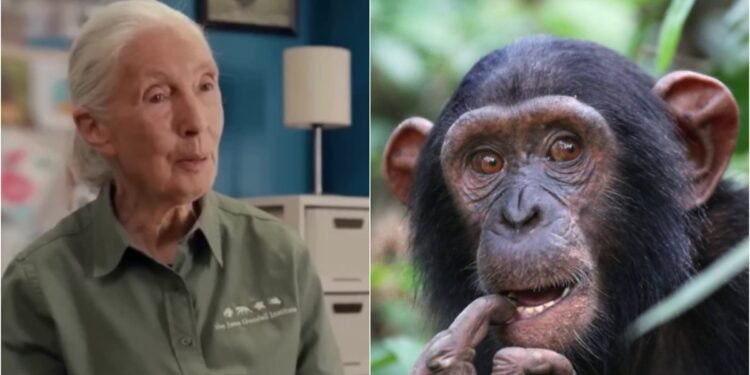 Morre Jane Goodall, primatologista que revelou laços sociais dos chimpanzés