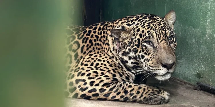 O animal foi resgatado à deriva no Rio Negro - Foto: (Hudson Neris/Rios de Notícias)