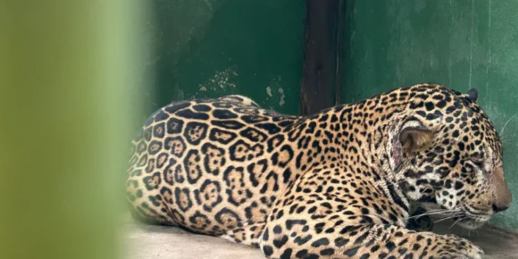 A onça foi resgatada à deriva no Rio Negro na última semana - Foto: (Hudson Neris/Rios de Notícias)