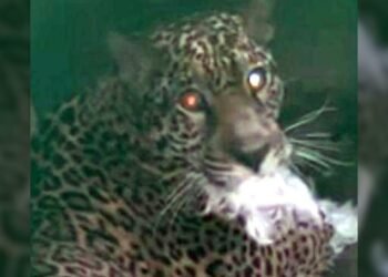 Onça resgatada apresenta melhora e demonstra força e reflexos durante reabilitação