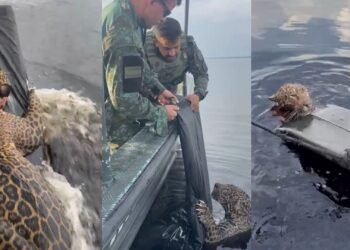 Onça-pintada é resgatada exausta após horas nadando no Rio Negro
