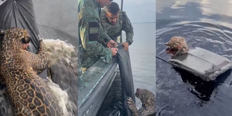 Onça-pintada é resgatada exausta após horas nadando no Rio Negro