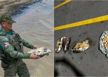 Transporte ilegal_ 30 quelônios são apreendidos em barco a caminho de Manaus