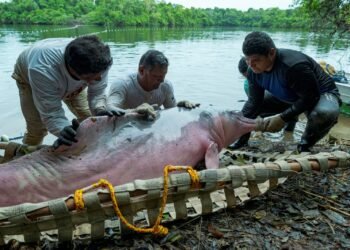 Captura científica de botos-vermelhos busca compreender ecologia e saúde da espécie na Amazônia Central