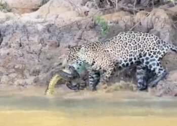 Onça-pintada é flagrada capturando sucuri no Pantanal; veja vídeo