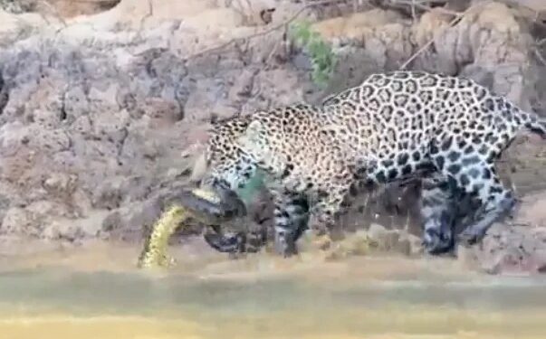 Onça-pintada é flagrada capturando sucuri no Pantanal; veja vídeo