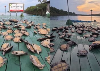 apreensao-quelonios-amazonas