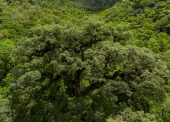 Mata Atlântica perde 2,4 milhões de hectares em 40 anos