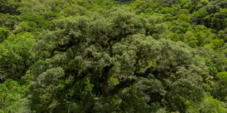 Mata Atlântica perde 2,4 milhões de hectares em 40 anos