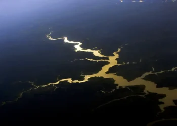 Captura de carbono na Amazônia está em risco, diz estudo
