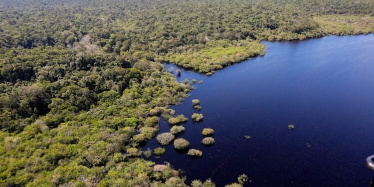 Amazônia e Cerrado registram queda de 11% no desmatamento