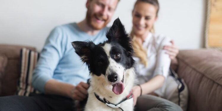 Vereador Aldenor Lima propõe que ‘Pais de pet’ sejam reconhecidos como família por lei em Manaus