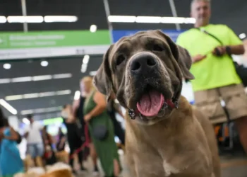 STF suspende lei sobre transporte aéreo de animais de apoio emocional