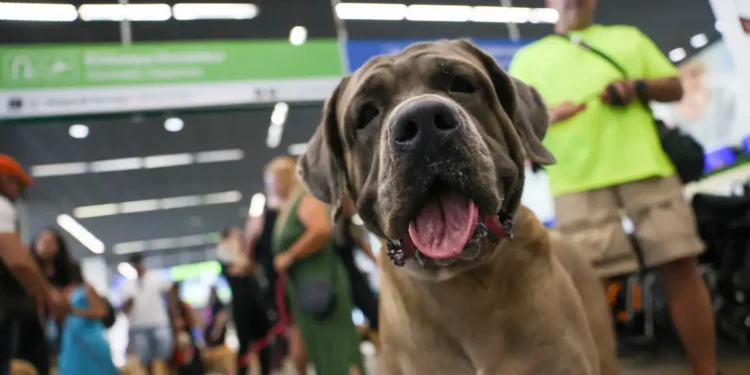 STF suspende lei sobre transporte aéreo de animais de apoio emocional