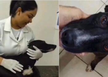 Cachorro de rua entra em clínica e pede ajuda para pata ferida