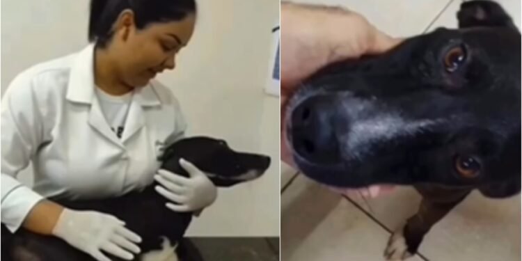 Cachorro de rua entra em clínica e pede ajuda para pata ferida