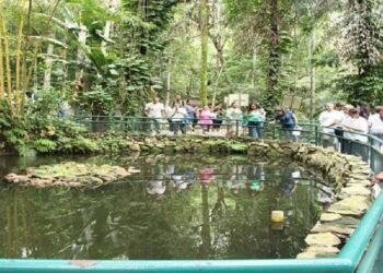 Bosque da Ciência recebe 2ª edição do Festival Confluência neste sábado