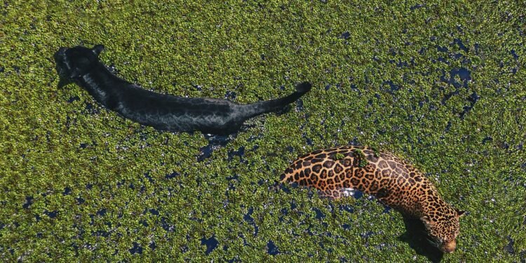 Imagem mostra as onças nadando juntas no lago (Foto: Reprodução/Instagram - @sobesi)