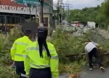 Queda de árvores após forte chuva bloqueia avenida Maneca Marques, no Parque Dez