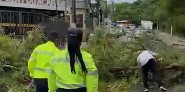 Queda de árvores após forte chuva bloqueia avenida Maneca Marques, no Parque Dez