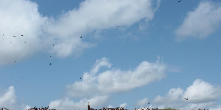 Lixão de Tefé deve ser interditado, desativado e passar por recuperação ambiental