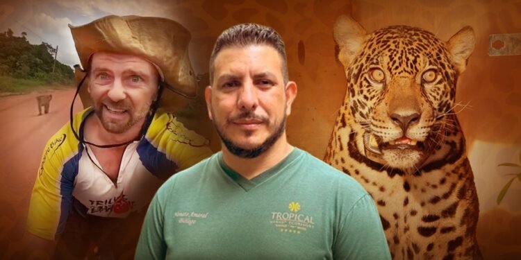 Dia da Onça-Pintada: biólogo explica como agir ao encontrar o felino e analisa caso do ciclista seguido na BR-319