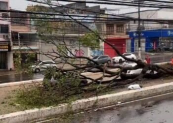 Árvore caiu sobre um carro após forte chuva em Manaus.