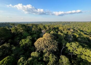 COP30: o que é, quando acontece e o que será discutido em Belém