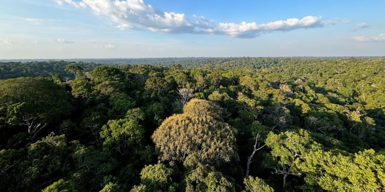 COP30: o que é, quando acontece e o que será discutido em Belém