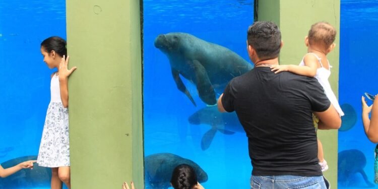 Bosque da Ciência funciona em horário especial na semana do Natal