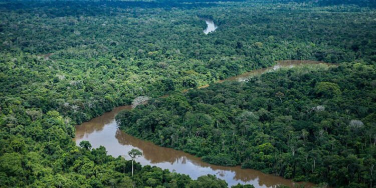 MPF pede suspensão imediata de projeto de carbono sobreposto a territórios tradicionais no Amazonas