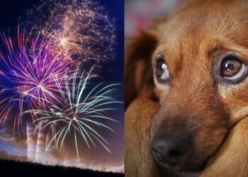Fogos de artifício especialista orienta como manter os animais seguros