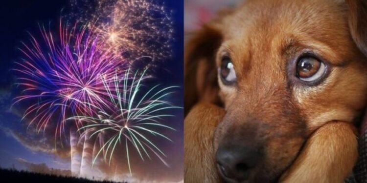 Fogos de artifício especialista orienta como manter os animais seguros