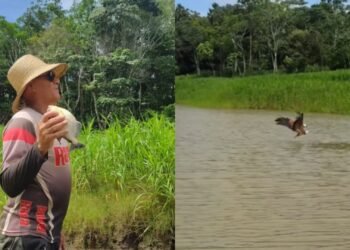Pescadores usam parceria com gavião para localizar peixes