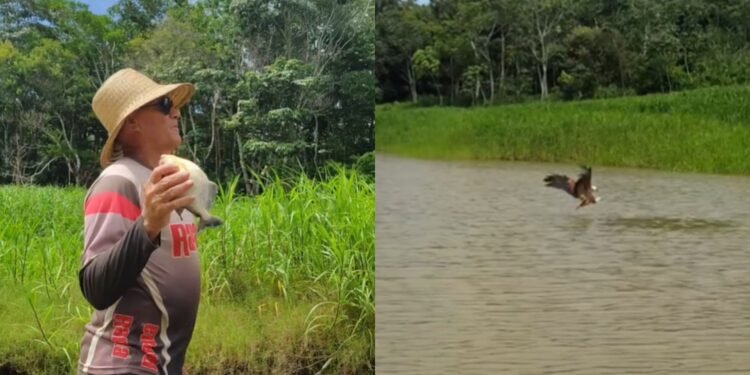 Pescadores usam parceria com gavião para localizar peixes
