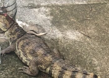 Jacaré é encontrado ferido e amarrado a poste próximo ao Parque do Mindu, em Manaus