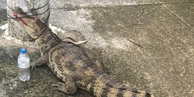 Jacaré é encontrado ferido e amarrado a poste próximo ao Parque do Mindu, em Manaus