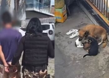 Homem é preso por maus-tratos após agredir cães e causar a morte de um deles em Manaus