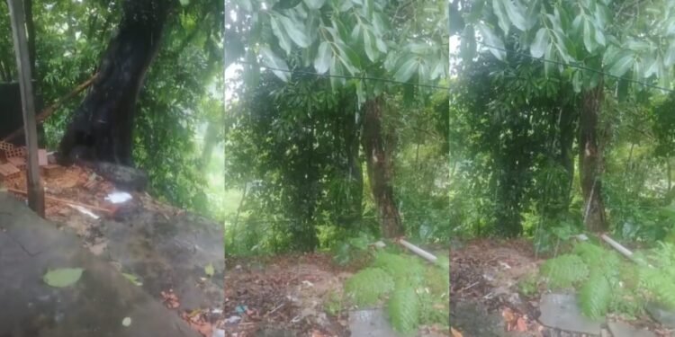 barranco jorge teixeira