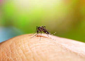 Amazonas registra queda de 41% nos casos de dengue em 2025