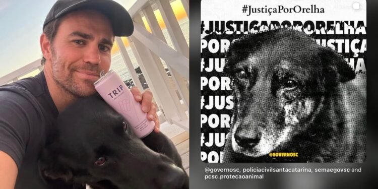 Ator de The Vampire Diaries apoia campanha por justiça no caso do cachorro Orelha