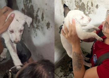 Filhote de cachorro é resgatado após ficar preso entre paredes de casa no Coroado