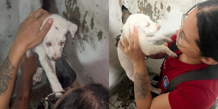 Filhote de cachorro é resgatado após ficar preso entre paredes de casa no Coroado