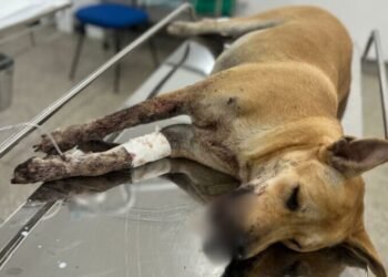 Cadela ferida por bomba passa por cirurgia em estado grave