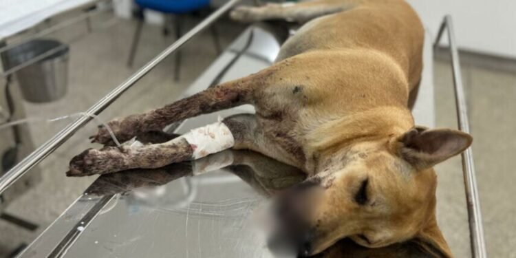 Cadela ferida por bomba passa por cirurgia em estado grave