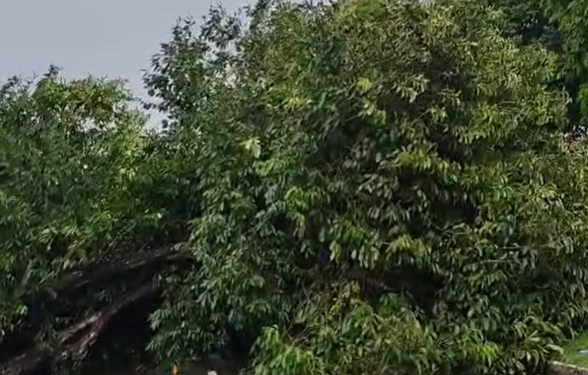 Queda de árvore após forte chuva interdita trecho da avenida Darcy Vargas em Manaus