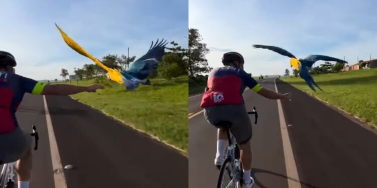 Ciclista e arara